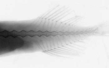 Media type: image;   Ichthyology 84929 Aspect: caudal,description